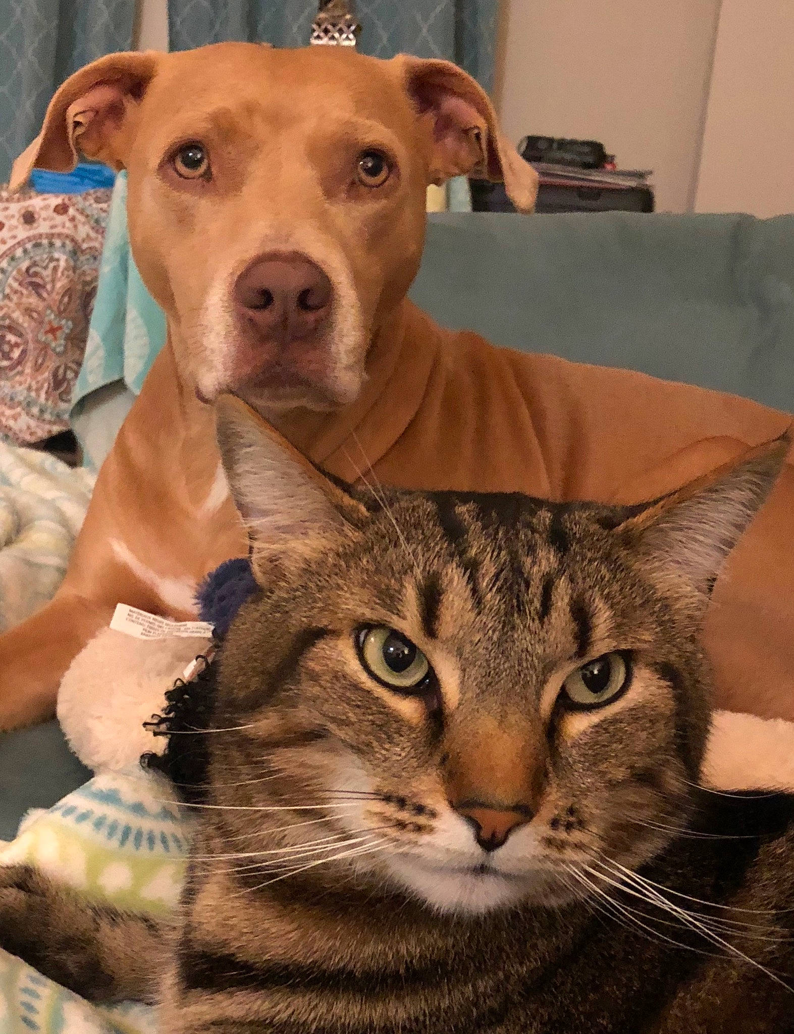 Lacey is registered to the contest to win money with this photo: carnivore, cat, comfort, companion_dog, dog, dog_breed, domestic_short_haired_cat, fawn, felidae, fur, liver, pet_supply, small_to_medium_sized_cats, snout, terrestrial_animal, vertebrate, whiskers, wildlife, working_animal