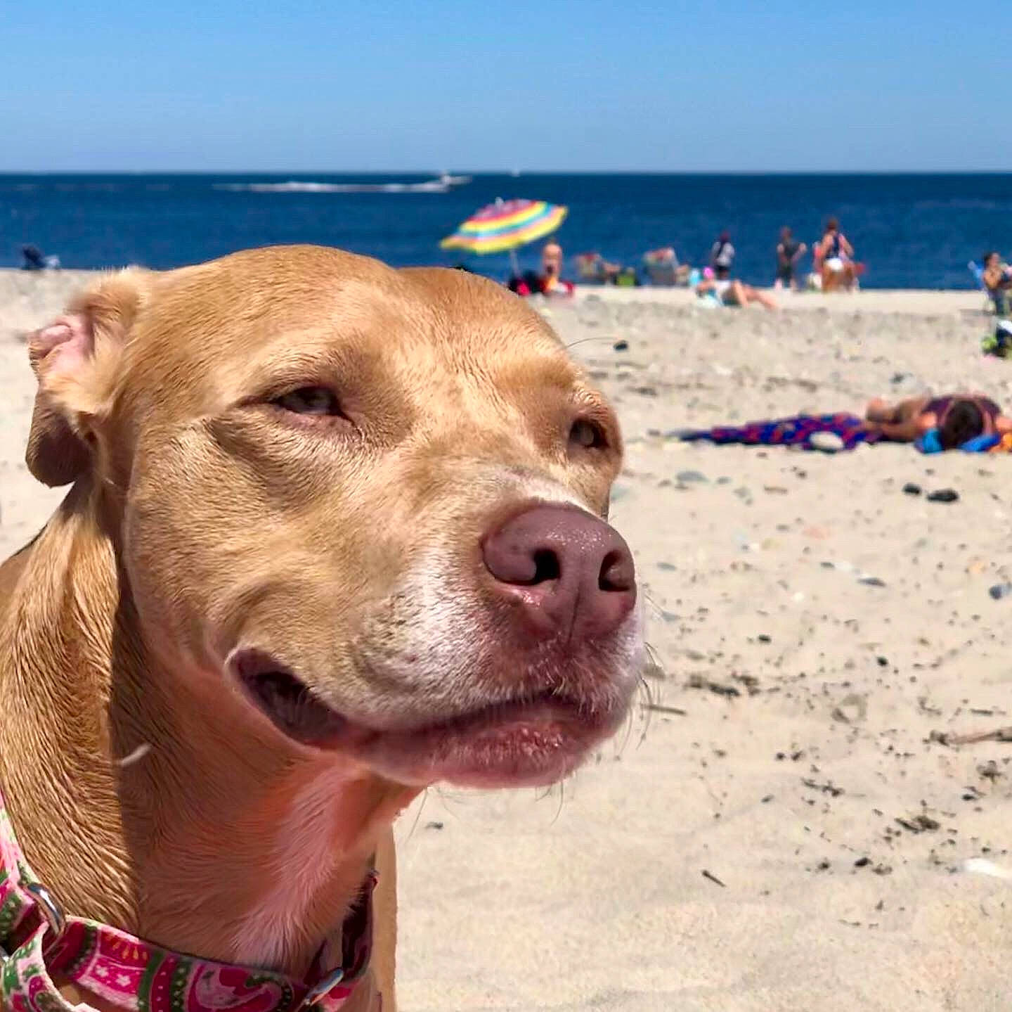 Lacey is registered to the contest to win money with this photo: beach, boat, canidae, carnivore, coast, collar, companion_dog, dog, dog_breed, dog_collar, fawn, fun, people_on_beach, sand, sky, snout, summer, travel, water, working_animal