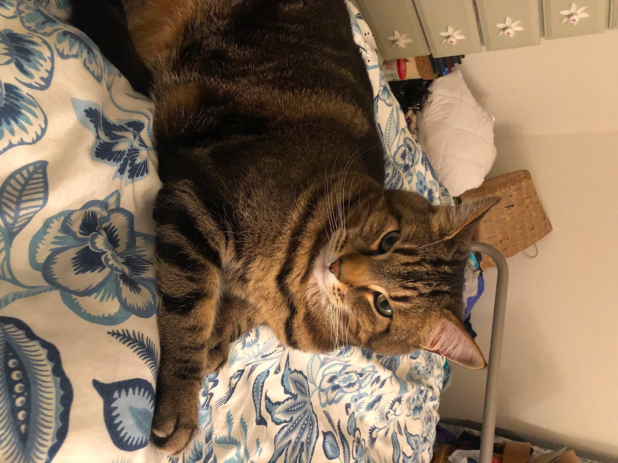 Calvin is registered to the contest to win money with this photo: bed, bedding, carnivore, cat, comfort, couch, domestic_short_haired_cat, felidae, fur, human_leg, linens, nap, pattern, paw, room, sleep, small_to_medium_sized_cats, temporary_tattoo, textile, whiskers