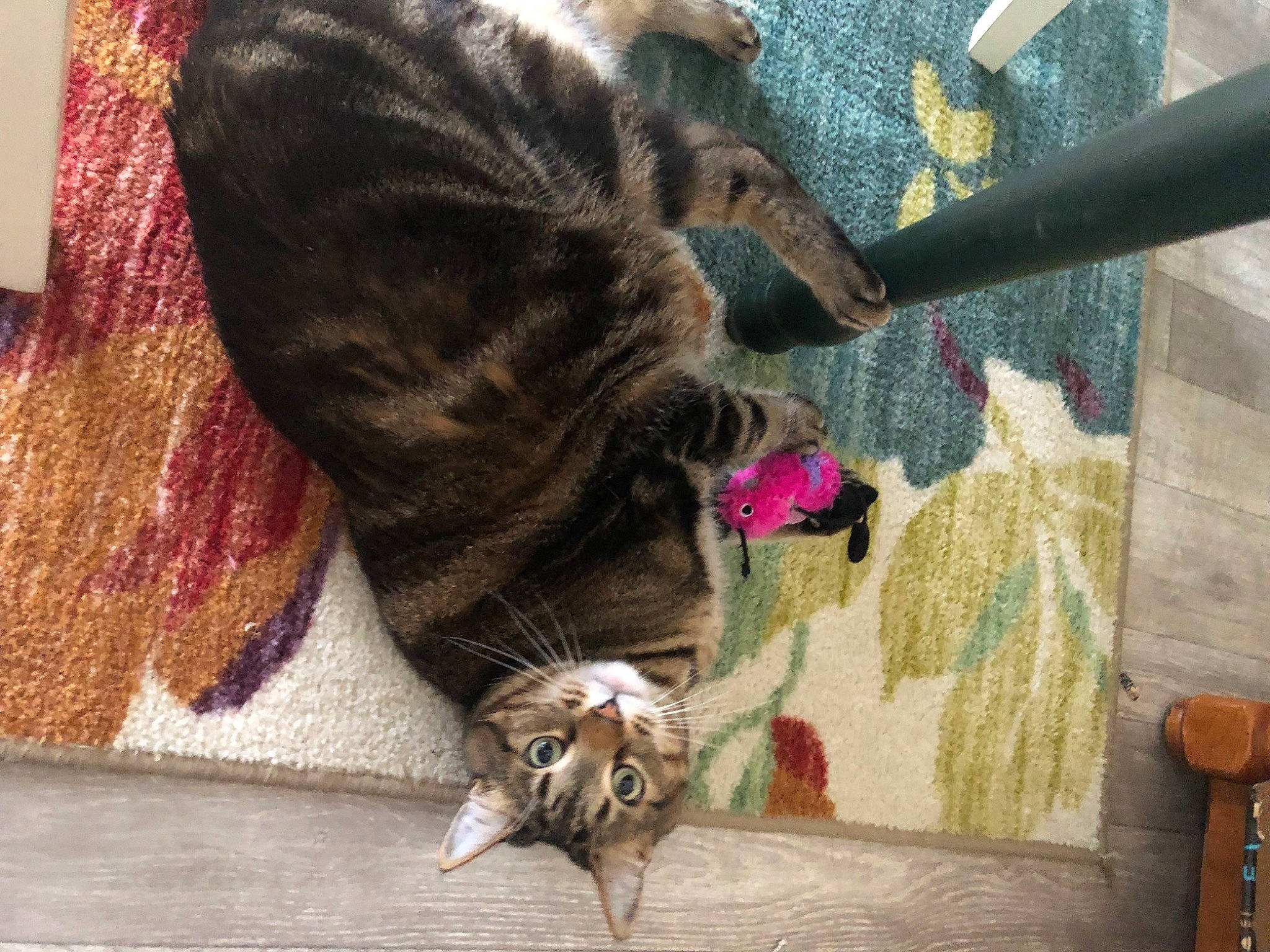 Calvin joined the competition — help win amazing prizes! carnivore, cat, claw, comfort, domestic_short_haired_cat, fawn, felidae, foot, fur, human_leg, linens, magenta, small_to_medium_sized_cats, snout, sporting_group, tail, terrestrial_animal, thread, whiskers, wood