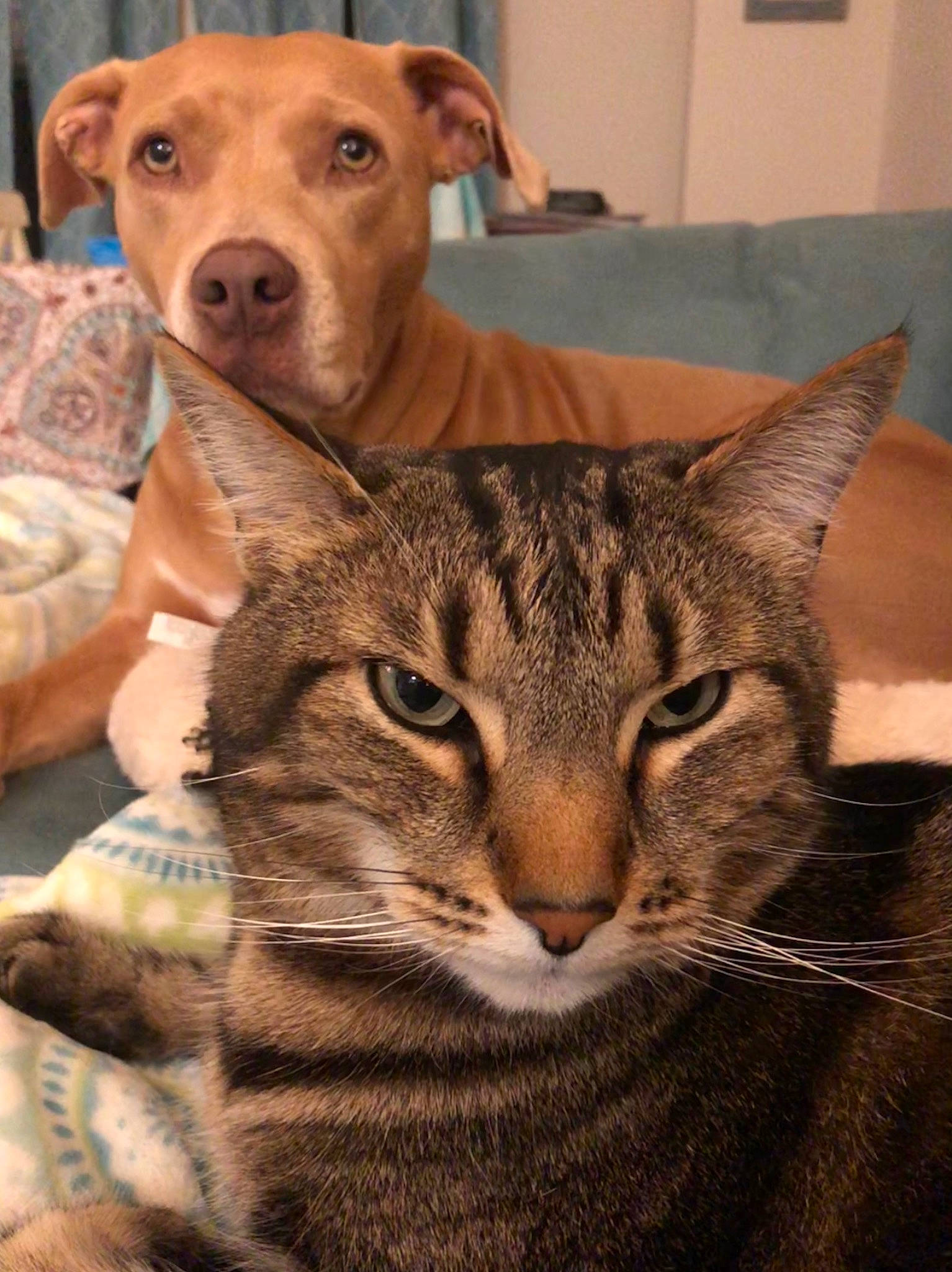 Calvin is registered to the contest to win money with this photo: carnivore, cat, comfort, companion_dog, dog, dog_breed, domestic_short_haired_cat, fawn, felidae, fur, pet_supply, sitting, small_to_medium_sized_cats, snout, terrestrial_animal, whiskers, wildlife, wood, working_animal