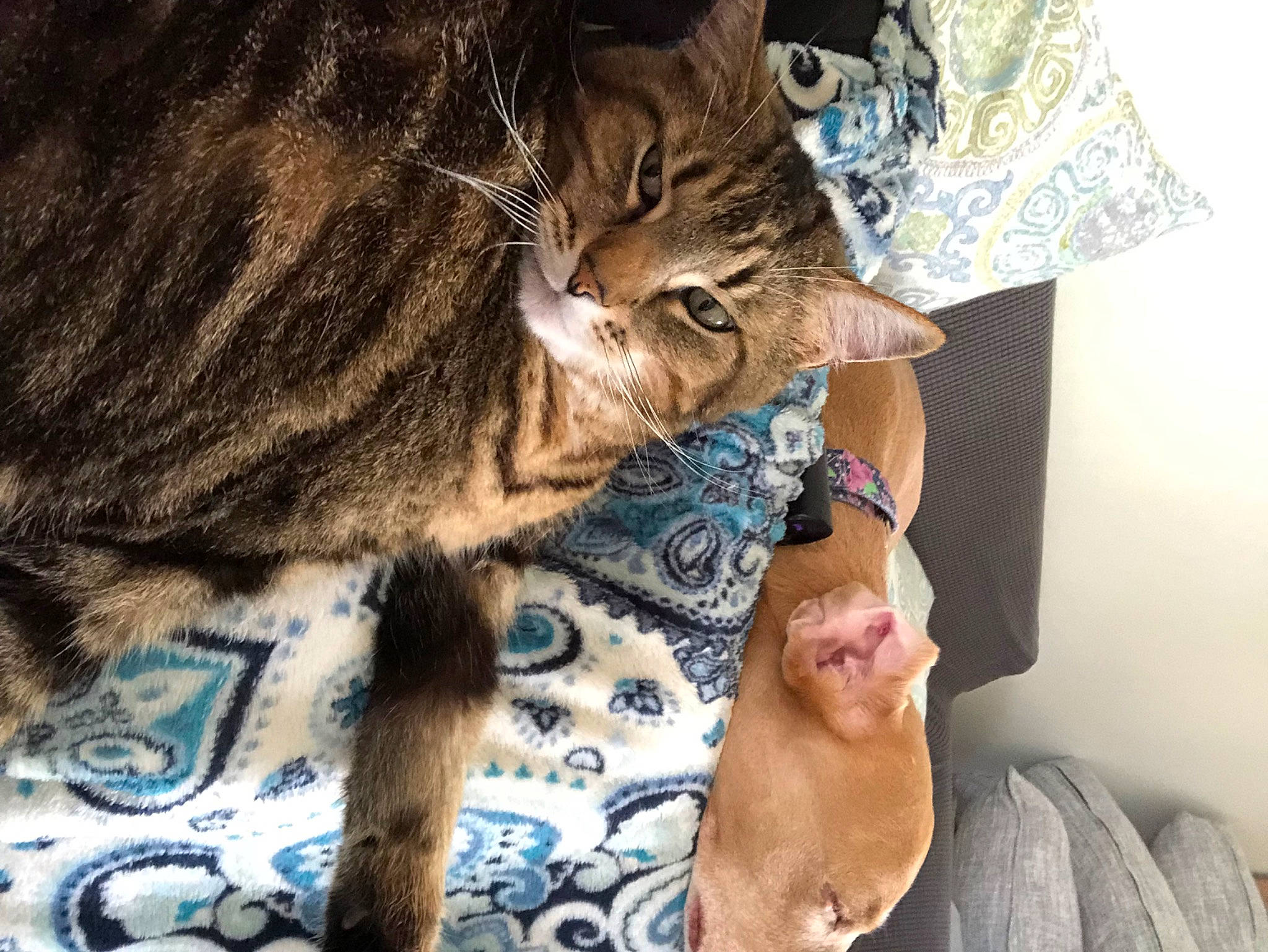 Calvin is registered to the contest to win money with this photo: carnivore, cat, claw, comfort, companion_dog, domestic_short_haired_cat, felidae, foot, fur, gesture, human_leg, lap, nail, paw, sitting, small_to_medium_sized_cats, t_shirt, tail, vertebrate, whiskers