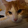 Simba joined the competition — help win amazing prizes!