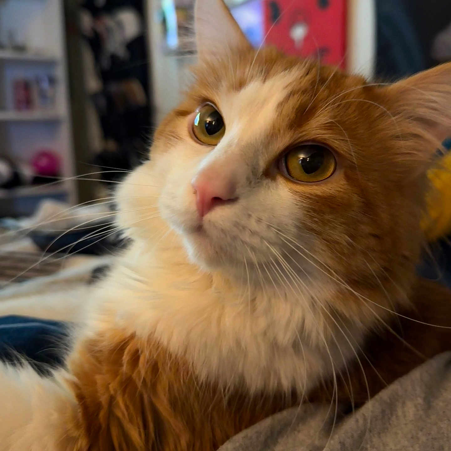 Simba is registered to the contest to win money with this photo: cat, orange_cat, white_cat, fluffy, close_up, indoor, pet, animal, whiskers, fur, face, eyes, nose, ears, relaxing, cozy, home, background, blurred, portrait