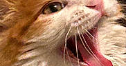 Simba is registered to the contest to win money with this photo: