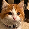 Simba joined the competition — help win amazing prizes!