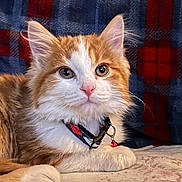 Simba joined the competition — help win amazing prizes! cat, kitten, orange, white, fluffy, collar, pet, cute, pink_nose, lying_down, indoor, blanket, plaid, cozy, fur, animal, domestic_animal, young, resting, closeup