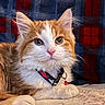 cat, kitten, orange, white, fluffy, collar, pet, cute, pink_nose, lying_down, indoor, blanket, plaid, cozy, fur, animal, domestic_animal, young, resting, closeup