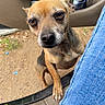 animal, brown_dog, canine, car_door, close_up, curious, daylight, denim, dog, hopeful, jeans, leather_car_interior, looking_up, outdoor, paw, person, pet, roadside, sitting, small_dog