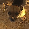 Shiloh is registered to the contest to win money with this photo: dog, animal, pet, outdoor, pavement, sunlight, shadow, brown_fur, small_dog, looking_up, ears, cute, canine, daylight, street, walking, friendly, companion, adorable, fur