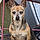 Shiloh