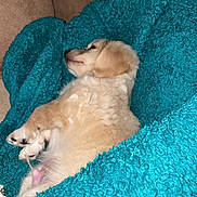 Benji joined the competition — help win amazing prizes! puppy, dog, golden_retriever, lying_down, blanket, turquoise, furry, cute, pet, cozy, indoor, relaxed, animal, young_dog, sleeping, soft, paw, fur, resting, comfort