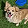 Benji