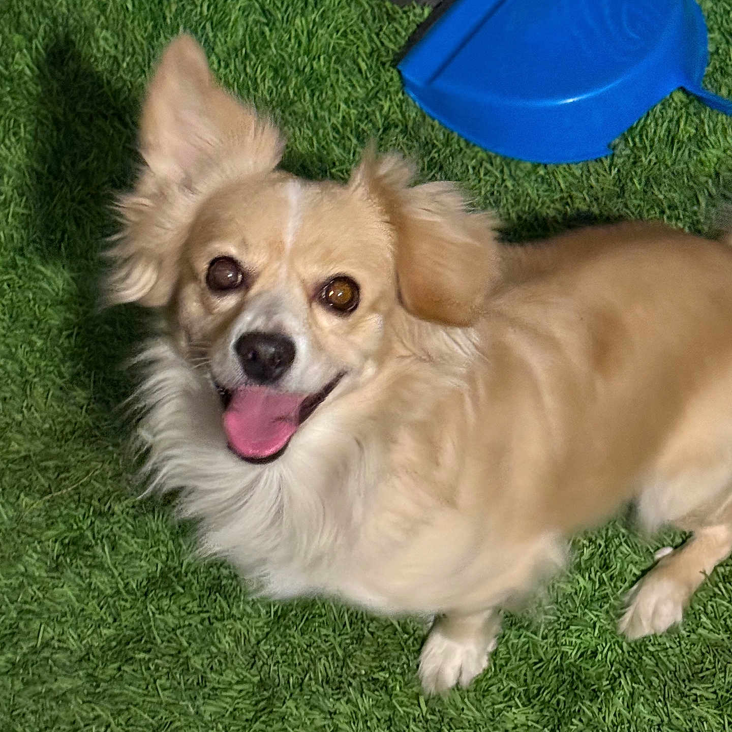Benji