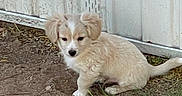 Benji joined the competition — help win amazing prizes! puppy, dog, outdoor, dirt, grass, fence, young, animal, pet, cute, small, fluffy, sitting, curious, nature, canine, fur, ears, tail, ground