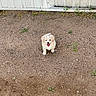 Benji is registered to the contest to win money with this photo: puppy, dog, white_dog, outdoor, dirt, ground, grass, small_plant, happy, tongue_out, pet, canine, cute, young_dog, animal, smiling, fur, playful, sunlight, backdrop
