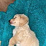 Benji is registered to the contest to win money with this photo: puppy, dog, sleeping, blanket, cozy, fur, cute, pet, animal, relaxing, indoors, texture, soft, young, canine, resting, adorable, nap, comfort, laying_down