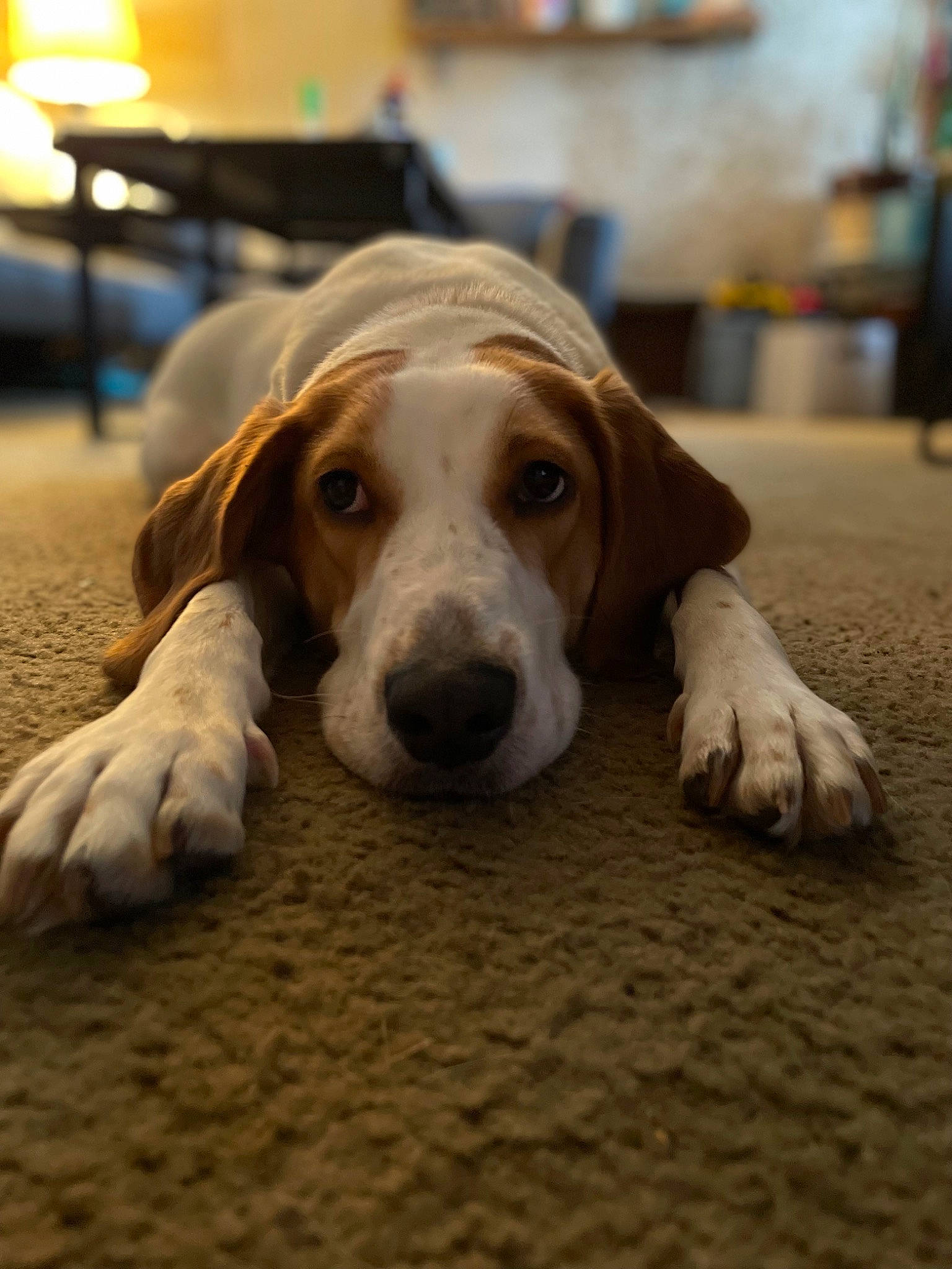 Renesmee joined the competition — help win amazing prizes! canidae, carnivore, companion_dog, dog, dog_breed, fawn, flooring, hound, hunting_dog, scent_hound, snout, sporting_group, terrestrial_animal, whiskers, wood