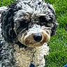 dog, pet, curly_fur, shaggy_fur, black_and_white, gray_fur, fluffy, portrait, close_up, outdoor, grass, greenery, leash, collar, blue_leash, animal, canine, lying_down, facial_expression, sunlight