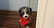 Raylan joined the competition — help win amazing prizes! dog, puppy, pet, bandana, red_bandana, fluffy, long_hair, tricolor, sitting, portrait, indoors, doorway, hallway, hardwood_floor, wood_floor, white_door, home, wall, outlet, photography