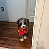 dog, puppy, pet, bandana, red_bandana, fluffy, long_hair, tricolor, sitting, portrait, indoors, doorway, hallway, hardwood_floor, wood_floor, white_door, home, wall, outlet, photography