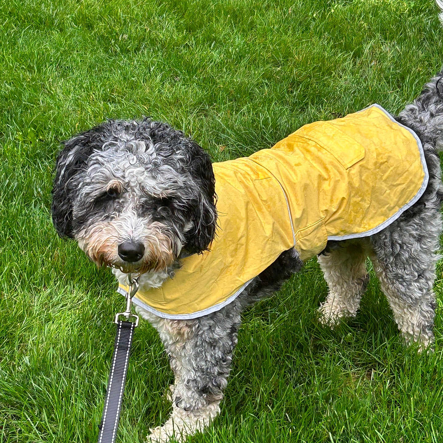 Raylan joined the competition — help win amazing prizes! dog, curly_hair, yellow_raincoat, raincoat, leash, grass, outdoor, pet, canine, standing, black_and_white, fluffy, wet_weather, clothing, collar, portrait, park, lawn, animal, photography