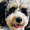 Raylan joined the competition — help win amazing prizes! dog, canine, shaggy, fluffy, close_up, portrait, face, nose, tongue, eyes, happy, playful, long_hair, black_and_white, cream_fur, pet, wearing_clothes, patterned_outfit, indoors, cute