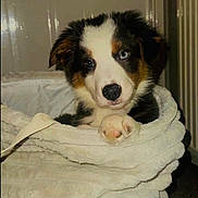 Koda joined the competition — help win amazing prizes! puppy, dog, blanket, basket, indoor, cute, pet, fur, animal, young, cozy, white, brown, black, tricolor, blue_eye, front_paw, curious, soft, resting