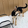 alert, animal, beige_wall, black_and_tan, canine, cold, curious, daylight, dog, ear, fence, ground, metal_chair, outdoor, paw, pet, snow, snow_mound, tail, winter