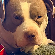 Willow is registered to the contest to win money with this photo: dog, close_up, resting, blanket, brown_and_white, pet, sleepy, cozy, fur, indoors, canine, paw, soft_texture, relaxed, animal, portrait, snout, ears, warm_lighting, companion