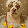 animal, bath, bathroom, brown_and_white, bubble, bubbles, cute, dog, foam, funny, indoor, pet, portrait, relaxed, rubber_ducks, sitting, towel, toy, turban, water