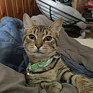 Gizmo joined the competition — help win amazing prizes! cat, tabby_cat, pet, collar, bed, blanket, indoor, fur, whiskers, ears, paws, relaxed, curious, animal, feline, domestic, cozy, resting, closeup, portrait