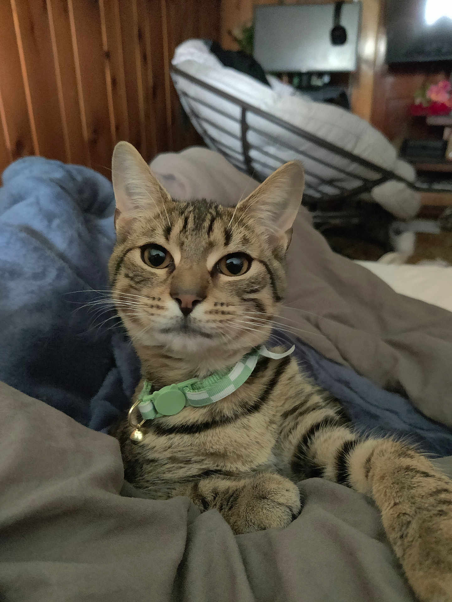 Gizmo joined the competition — help win amazing prizes! cat, tabby_cat, pet, collar, bed, blanket, indoor, fur, whiskers, ears, paws, relaxed, curious, animal, feline, domestic, cozy, resting, closeup, portrait