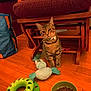 Gizmo joined the competition — help win amazing prizes! cat, tabby_cat, wooden_floor, chair, cushion, toy, plush_toy, cat_food, bowl, pet, indoor, curious, feline, pet_toy, floor, domestic_animal, collar, orange, green, brown