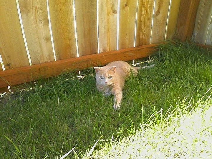 Piglet is registered to the contest to win money with this photo: canidae, carnivore, cat, fawn, felidae, grass, plant, tail, wildlife