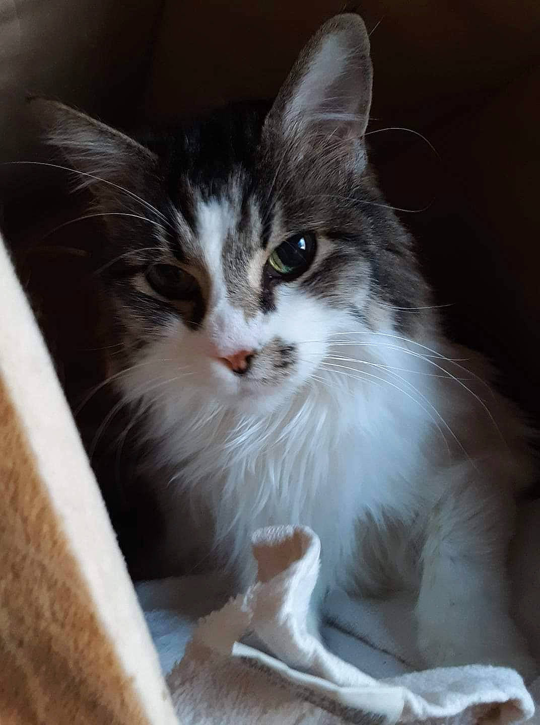 Mia joined the competition — help win amazing prizes! carnivore, cat, domestic_long_haired_cat, felidae, kitten, mammal, norwegian_forest_cat, small_to_medium_sized_cats, vertebrate, whiskers