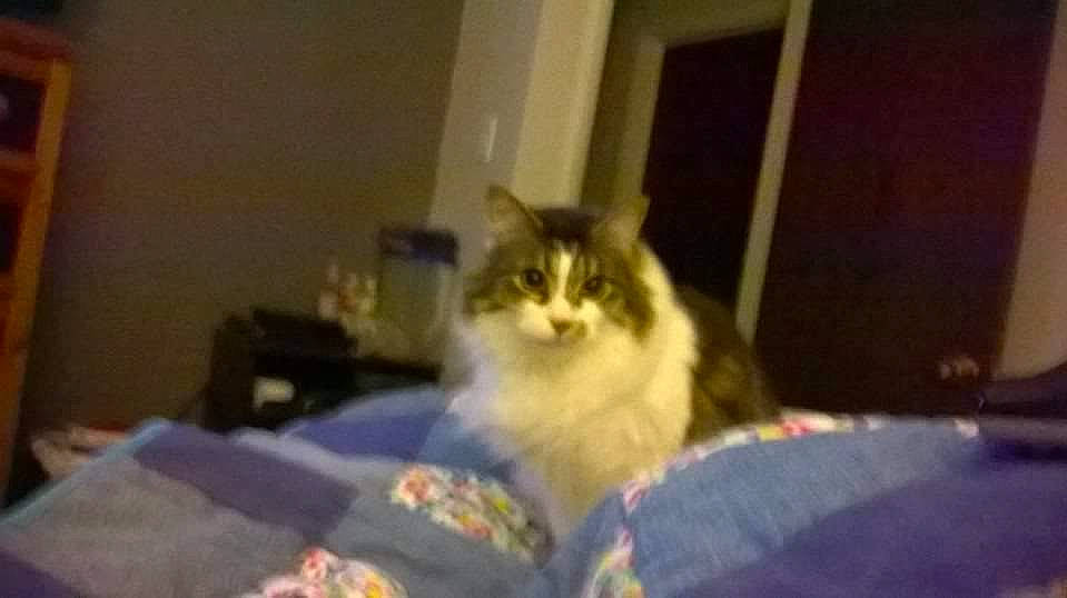 Mia is registered to the contest to win money with this photo: asian_semi_longhair, british_semi_longhair, carnivore, cat, domestic_long_haired_cat, eye, fawn, felidae, iris, kitten, maine_coon, mammal, napoleon_cat, norwegian_forest_cat, persian, ragamuffin, siberian, small_to_medium_sized_cats, vertebrate, whiskers