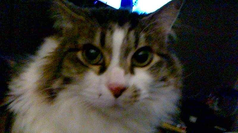 Mia is registered to the contest to win money with this photo: aegean_cat, american_wirehair, asian, carnivore, cat, domestic_long_haired_cat, domestic_short_haired_cat, european_shorthair, eye, felidae, fur, iris, mammal, norwegian_forest_cat, nose, siberian, small_to_medium_sized_cats, snout, vertebrate, whiskers