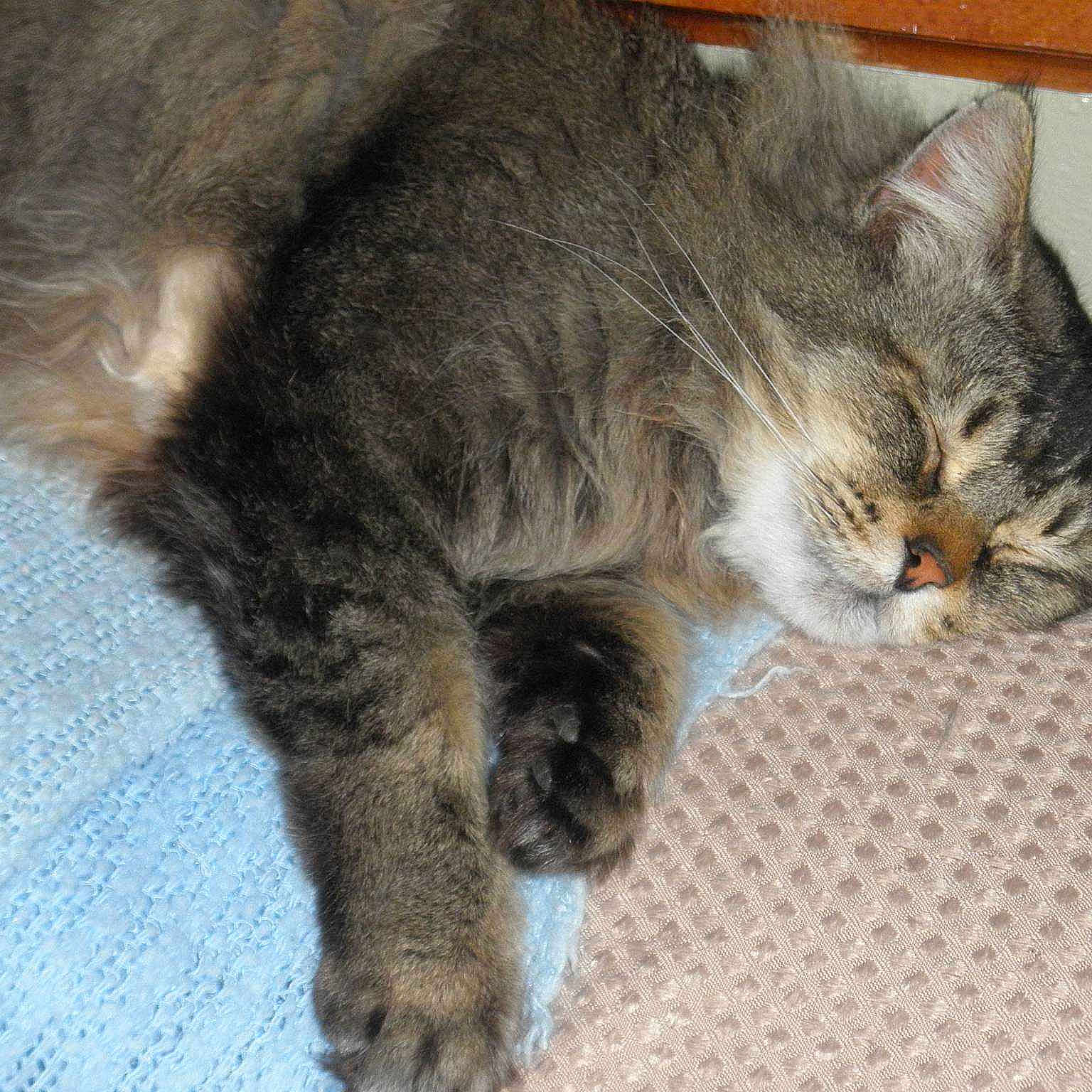 Mr Kitty