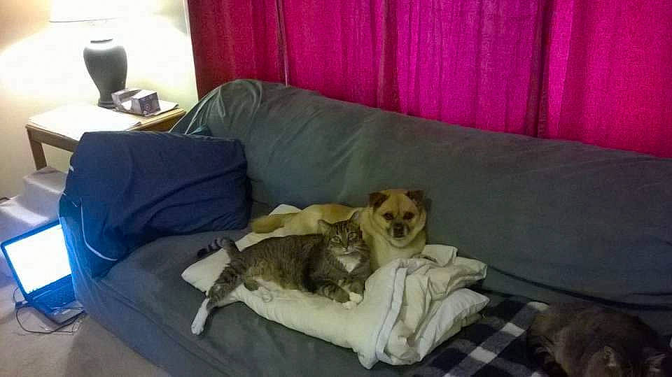 Sammy Doodle joined the competition — help win amazing prizes! canidae, carnivore, comfort, couch, dog, dog_breed, furniture, mammal, non_sporting_group, puppy, room, whippet