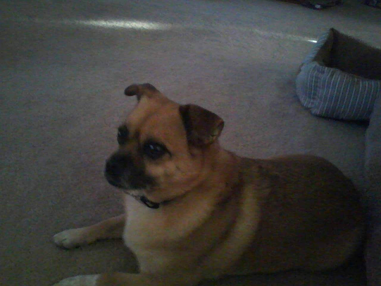 Sammy Doodle joined the competition — help win amazing prizes! canidae, carnivore, companion_dog, dog, dog_breed, fawn, mammal, pug, puggle, puppy, snout, sporting_group, toy_dog, vertebrate