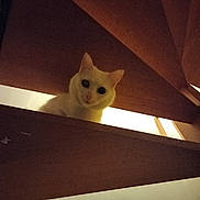 Plume a rejoint le concours — aidez-le/la à gagner de superbes lots ! cat, white_cat, staircase, wood, pet, animal, indoor, curious, peeking, dim_light, shadow, stairs, feline, looking_down, quiet, home, creepy_eyes, dark, mysterious, cute