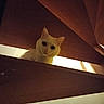 cat, white_cat, staircase, wood, pet, animal, indoor, curious, peeking, dim_light, shadow, stairs, feline, looking_down, quiet, home, creepy_eyes, dark, mysterious, cute