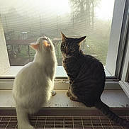 Tigrou a rejoint le concours — aidez-le/la à gagner de superbes lots ! cat, cats, window, windowsill, indoor, pets, tabby_cat, white_cat, tail, looking_outside, mesh_screen, foggy, morning, nature, animal, domestic_animal, feline, companions, sitting, curious