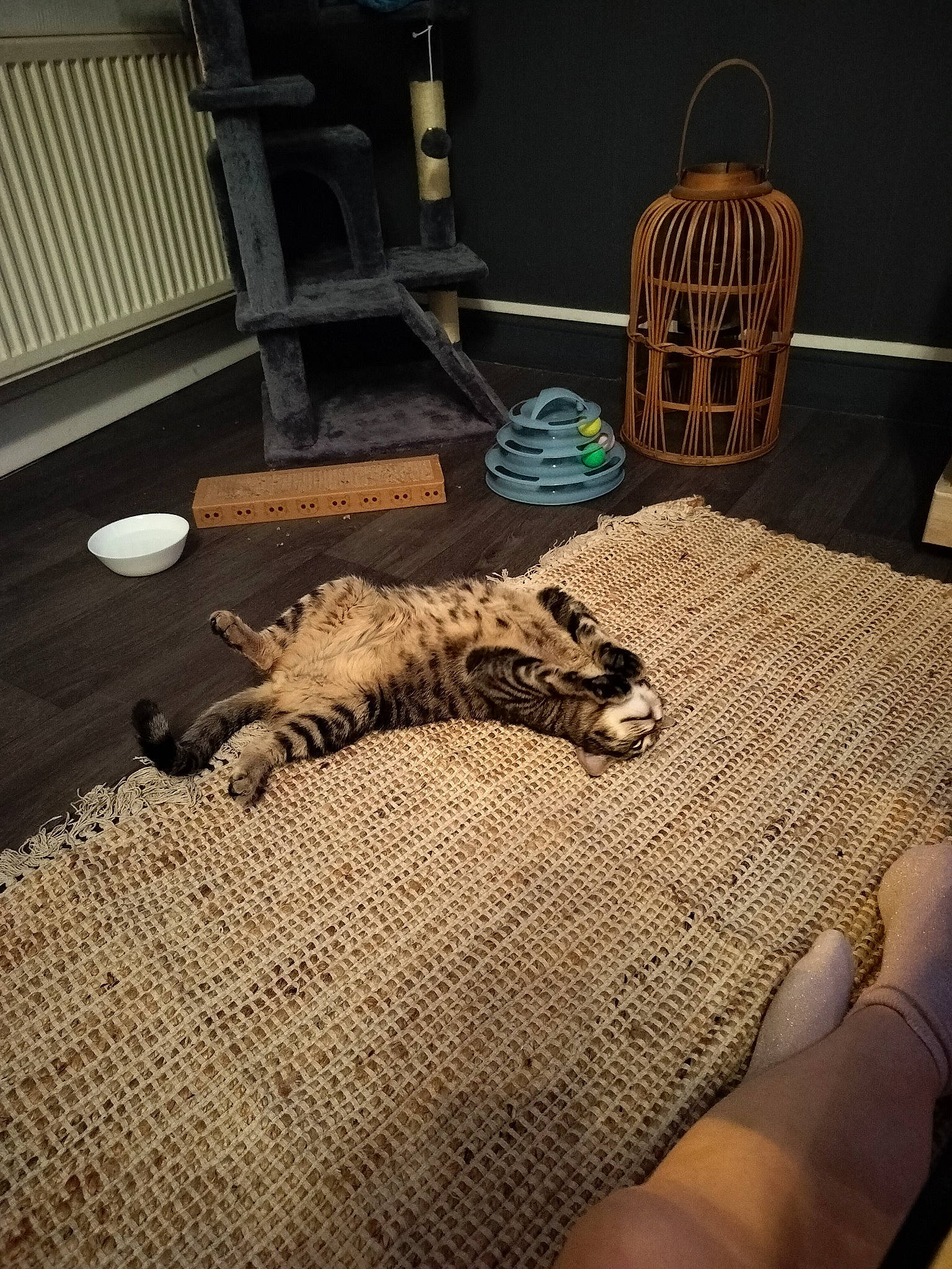 Tigrou a rejoint le concours — aidez-le/la à gagner de superbes lots ! bed, bedding, bedroom, carnivore, carpet, cat, comfort, felidae, floor, flooring, hardwood, interior_design, linens, pattern, room, small_to_medium_sized_cats, tail, textile, whiskers, wood