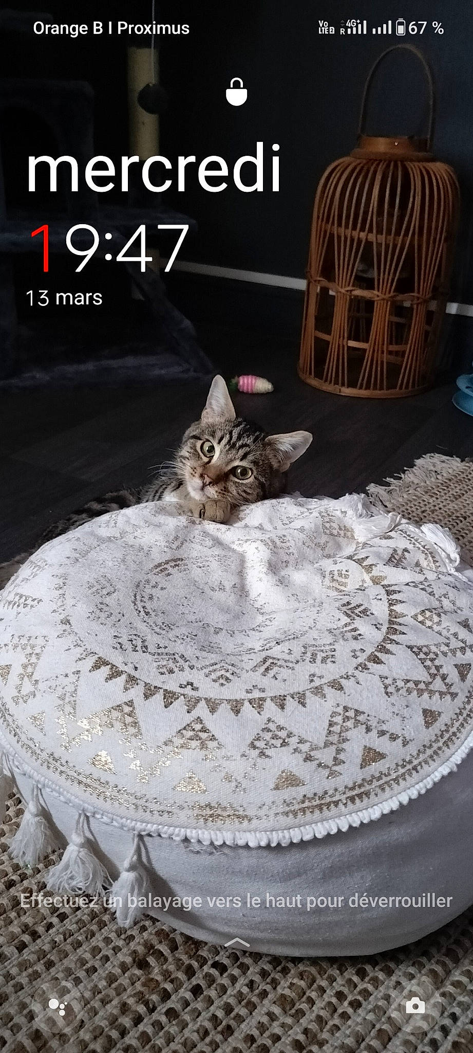 Tigrou a rejoint le concours — aidez-le/la à gagner de superbes lots ! art, carnivore, cat, cat_supply, circle, dishware, doily, domestic_short_haired_cat, felidae, font, fur, linens, pattern, pet_supply, serveware, small_to_medium_sized_cats, tablecloth, tableware, tail, whiskers