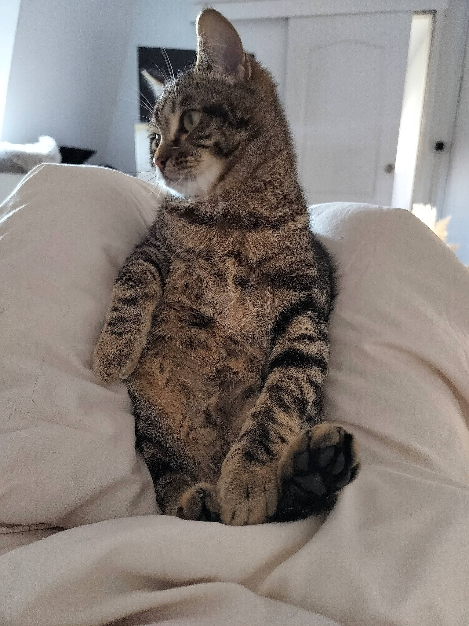 Tigrou participe au concours pour gagner de l'argent avec cette photo : bed, carnivore, cat, comfort, couch, domestic_short_haired_cat, felidae, fur, grey, linens, nap, pattern, paw, room, sitting, small_to_medium_sized_cats, snout, tail, terrestrial_animal, whiskers