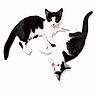 Nova Et Nixie participe au concours pour gagner de l'argent avec cette photo : animal, black_and_white, cat, cute, domestic_cat, feline, fur, indoor, isolated, kitten, pet, playful, playing, small, studio_shot, tail, two_cats, whiskers, white_background, young