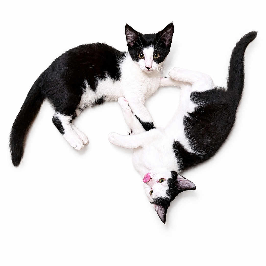 Nova Et Nixie