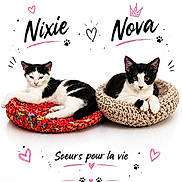 Nova Et Nixie a rejoint le concours — aidez-le/la à gagner de superbes lots ! animal, basket, black_and_white, cat, cute, feline, heart, indoor, kitten, lying_down, paw_print, pet, pink_doodles, portrait, resting, sisters, text_overlay, two_cats, white_background, woven_basket